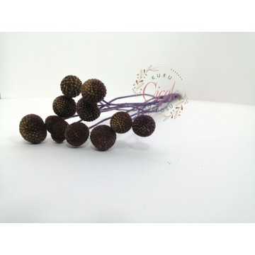 Şoklanmış Mor Crespedia - Kuru Çiçek - CRP02