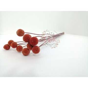 Şoklanmış Turuncu Crespedia - Kuru Çiçek - CRP03