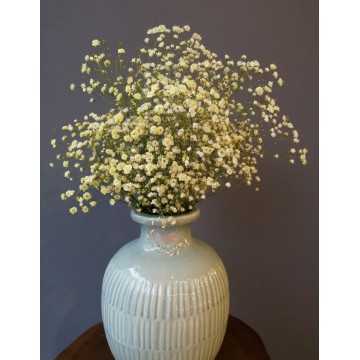 Şoklanmış Sarı Cipso - Kuru Çiçek