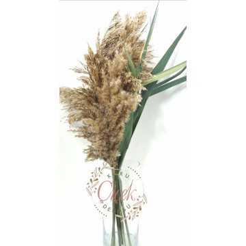Şoklanmış Mavi Pampas - Kuru Çiçek