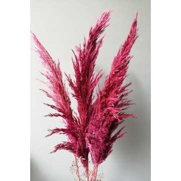 Kuru Çiçek Pampas 7 li Şoklanmış Büyük Demet 100cm (Pembe)