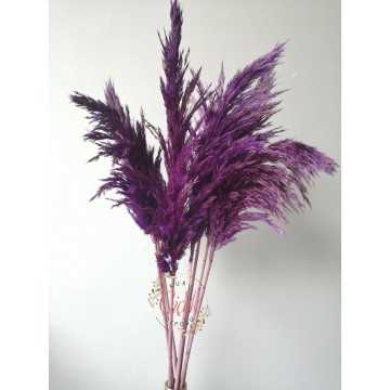 Pampas Otu 7'li Büyük Demet 100 cm (Mor) - 20201000103