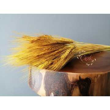 Doğal Kuru Başak Demeti (Sarı) - 20201000402