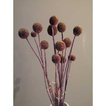 Crespedia Kuru Çiçek 20 Adet (Mor)