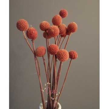 Crespedia Kuru Çiçek 20 Adet (Turuncu)