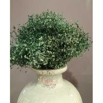 Kuru Cipso - Şoklanmış Cipso Otu (Yeşil)