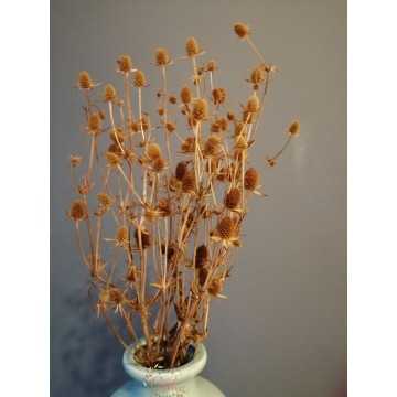 Boğa Dikeni Demeti - Eryngium (Hardal Sarısı)